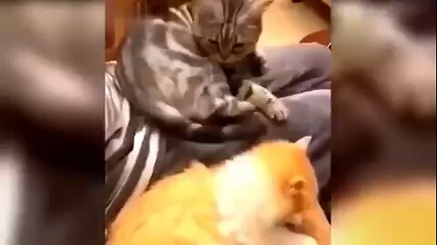 cat funny video #Animalvideos #dogvideos