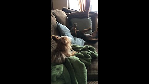 Adorable Puppy Really Wants To Play With Older Dog