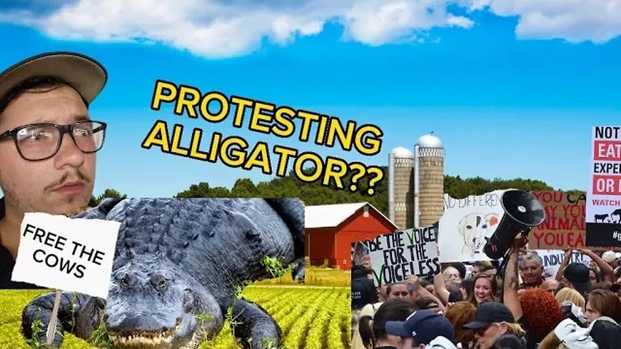 Animal rights Alligator eats Cattle in protest??