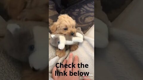 each Your Puppy How to Stay for 10 Seconds with This Simple Trick!