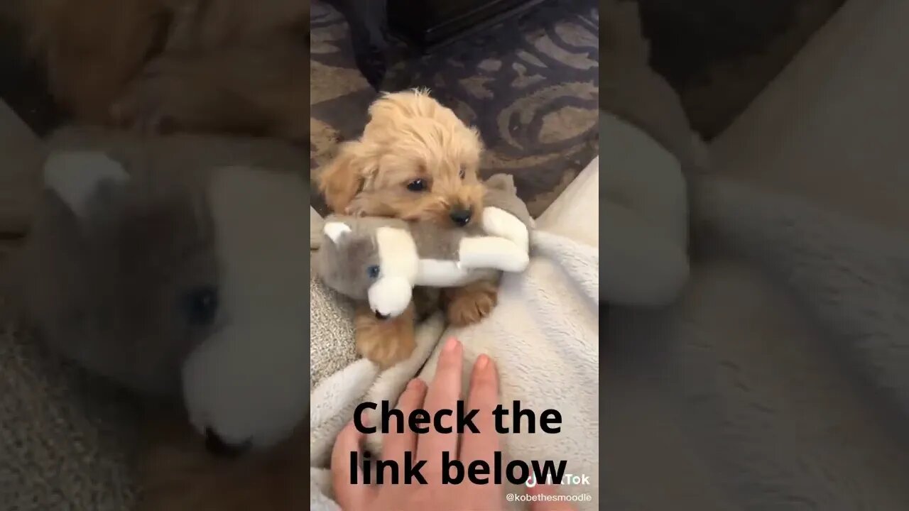 each Your Puppy How to Stay for 10 Seconds with This Simple Trick!