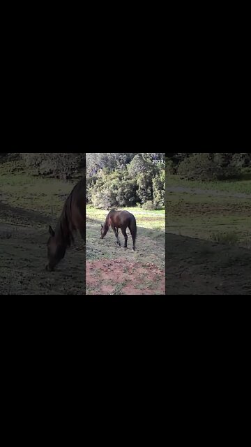 The secret lives of horses