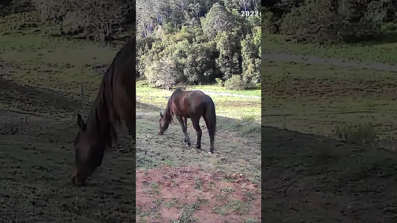 The secret lives of horses