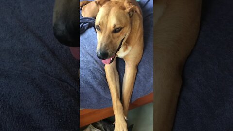 Dog saved from pound resting on his mum’s bed on a hot summer day