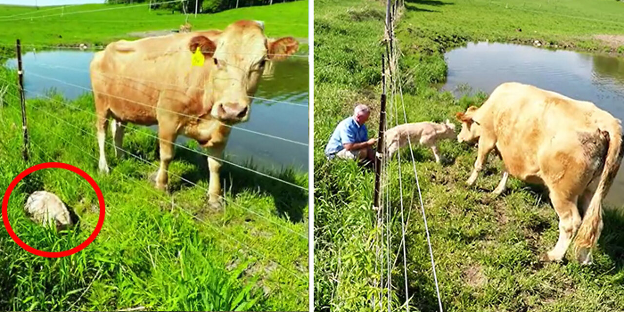 Heartwarming Video Captures Mother Cow Clearly Asking A Man To Rescue Her Newborn Calf