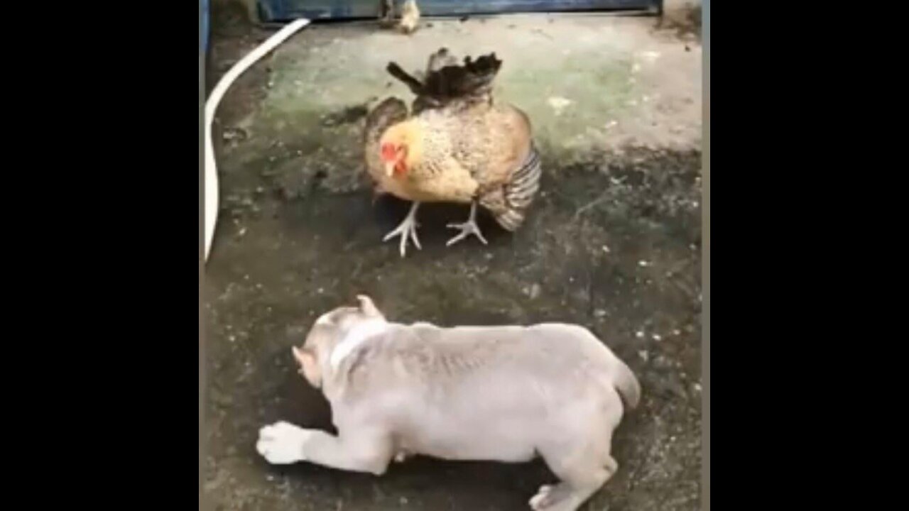 Chicken VS Dog Fight - Funny Puppets and Chickens fighting (2021)