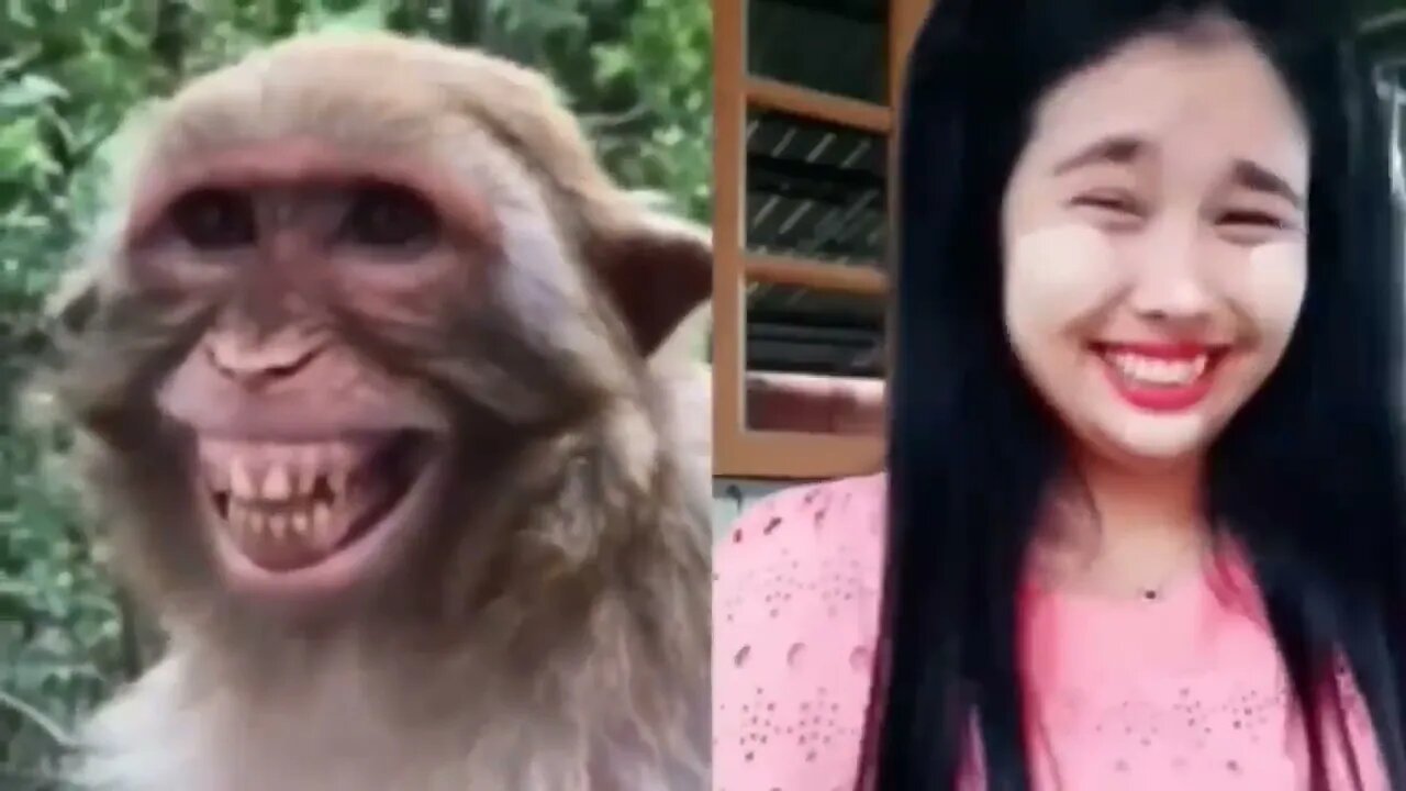 Troll Prank Dog Funny & fake Lion and Fake Tiger Prank To dog & Huge Box Prank to dog