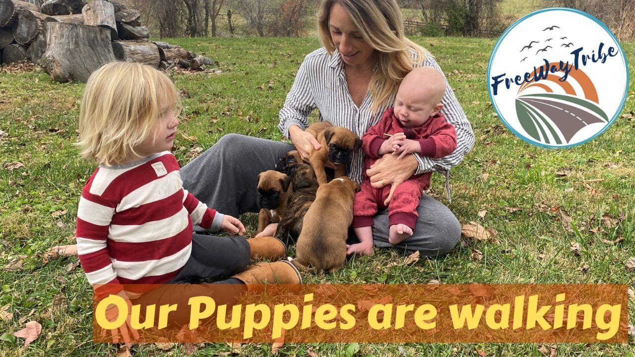 We are traveling with 7 kids and 5 puppies in a trave trailer