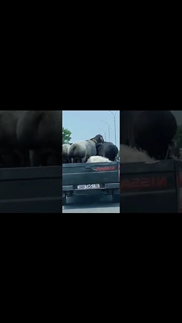 Sheep Dancing on the road.