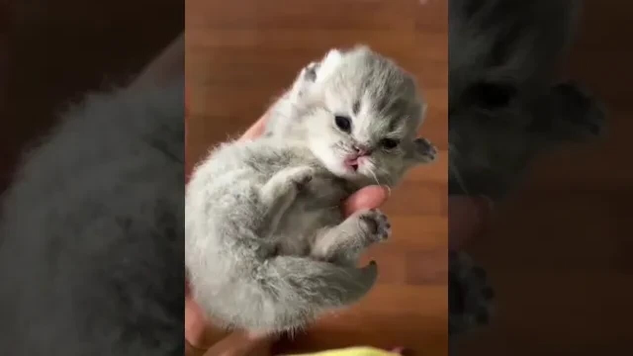 Cute Baby Cats #funny #cats #kitten #viralshort #viral