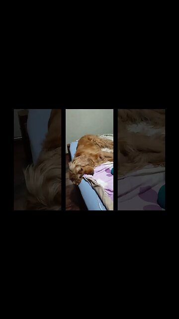 #cachorro, Beautifuldog, #friend, #dogshow, #amimals, #dogs, #shorts