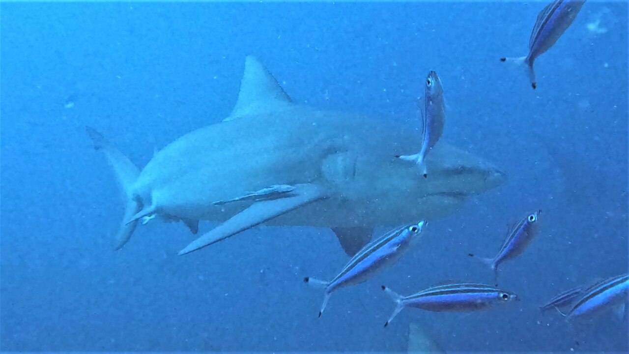 Lucky divers get front row seats for bull shark feeding frenzy