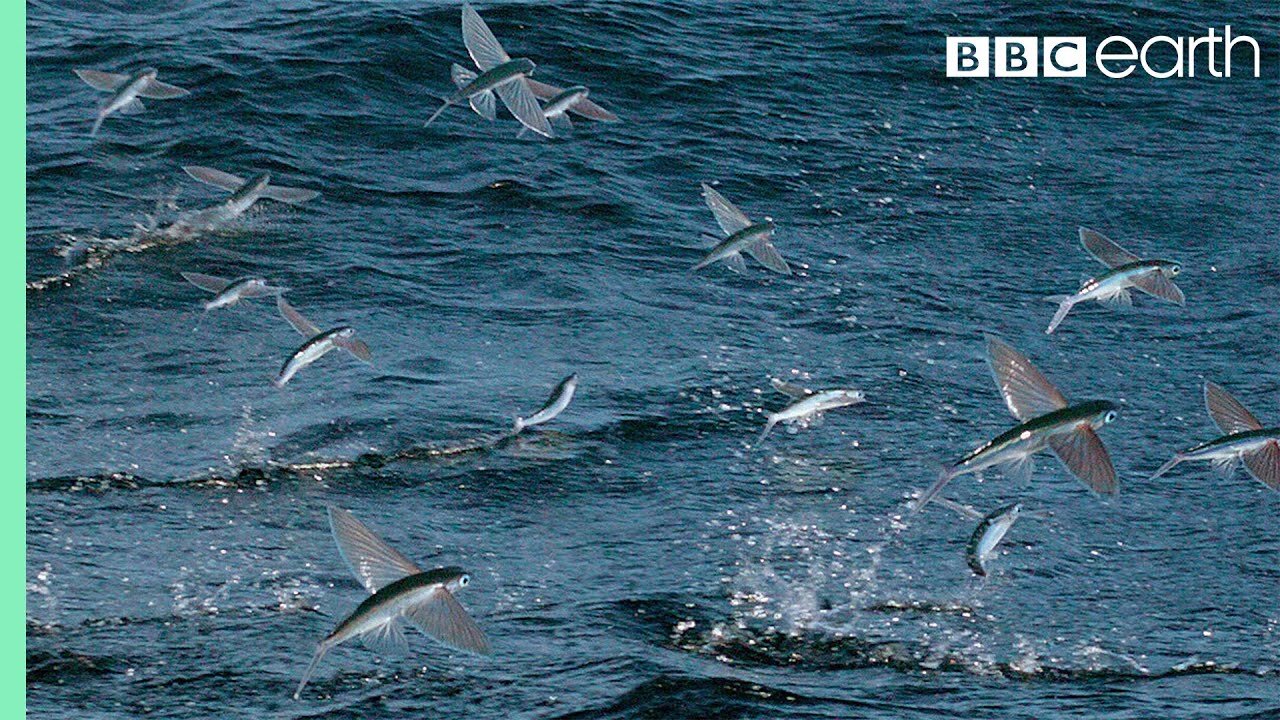 Flying Fish Picked Off From Above And Below | The Hunt