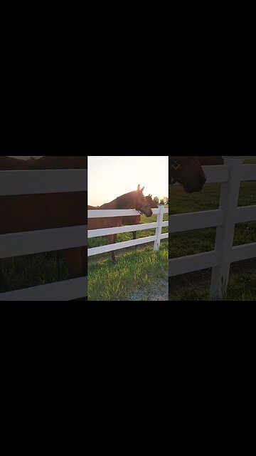 Horses of Canada in Evening - Riding Free