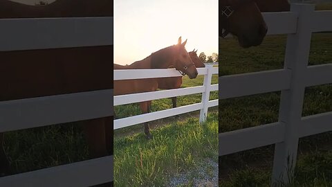 Horses of Canada in Evening - Riding Free