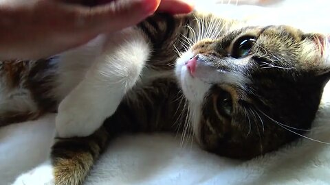 Purring Cat Makes Biscuits and Sneezes