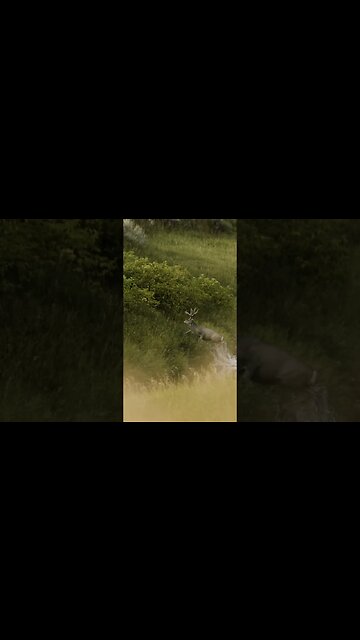 GORGEOUS Mule Deer Buck #cinematic #muledeer #wildlife