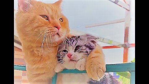 beautiful love video of cats.