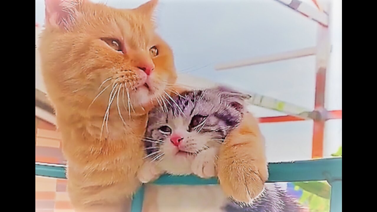 beautiful love video of cats.