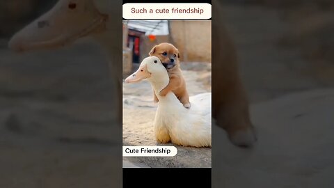 Cute Friendship between puppy and a duck | cute friendship.