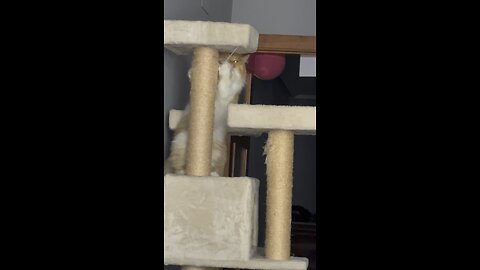 Lily is playing on the cat tree