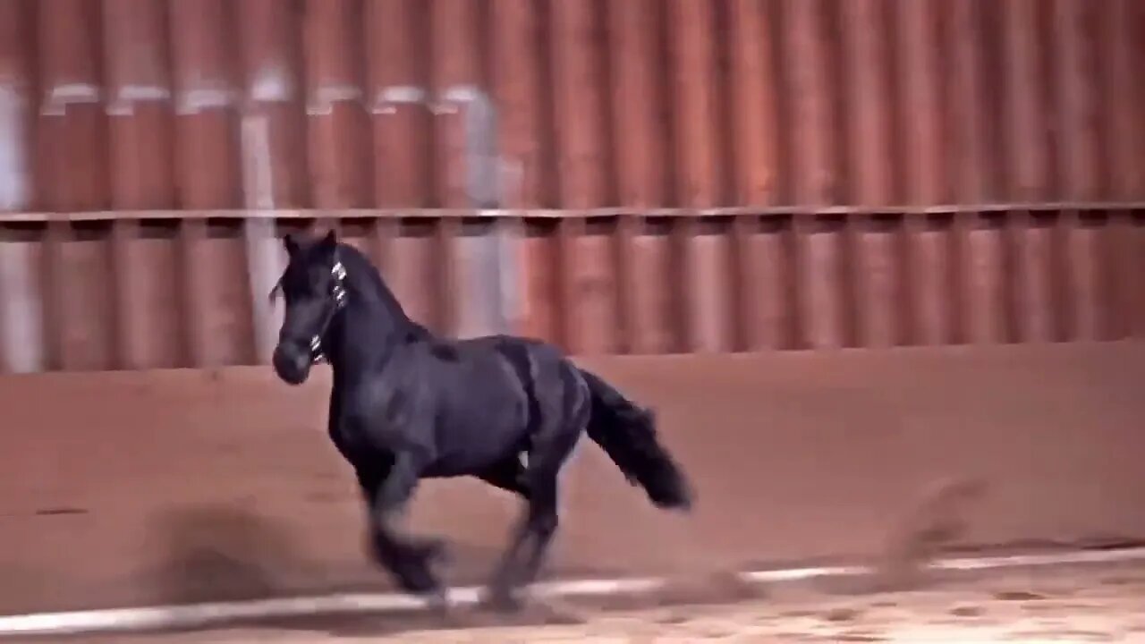 8 Most Beautiful Horses on Planet Earth65 3