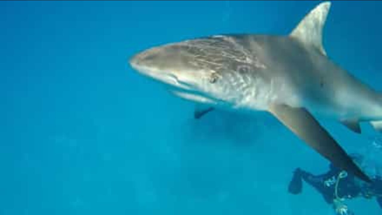 Ce plongeur intrépide repousse un requin!