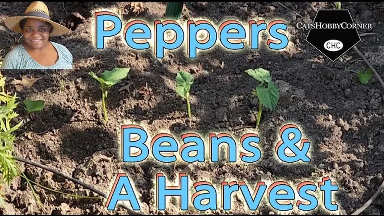 #Bellpeppers , #greenbeans & A #harvest - #catshobbycorner