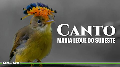 O canto da MARIA LEQUE DO SUDESTE (Onychorhynchus swainsoni)