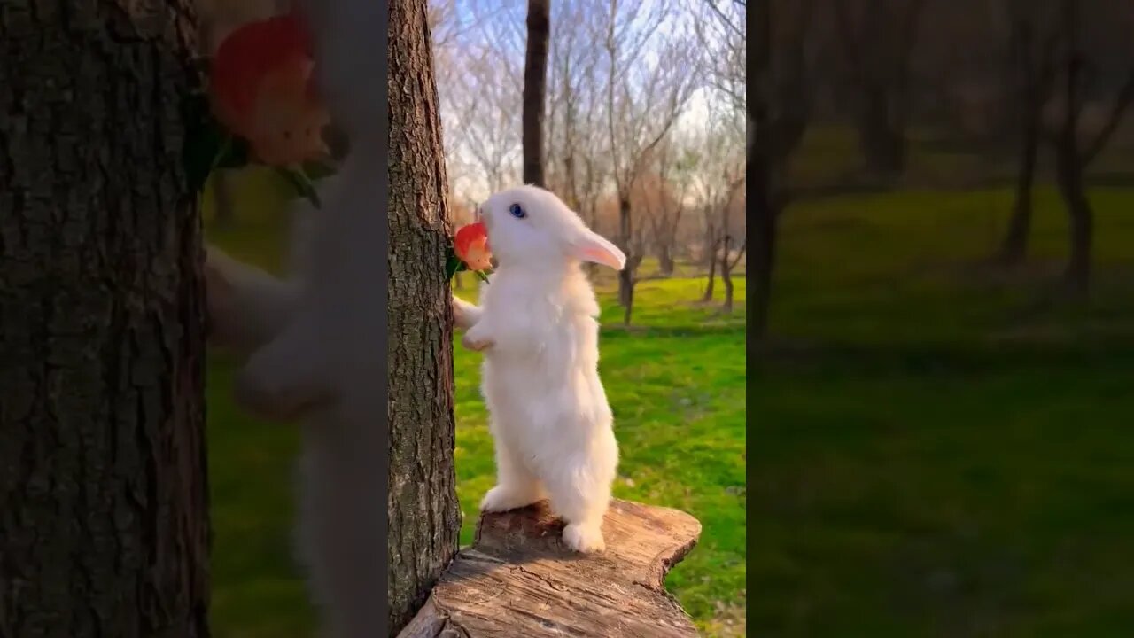 rabbit eating yummy food #tranding #shortvideo #trendingshorts #rabbit #eating