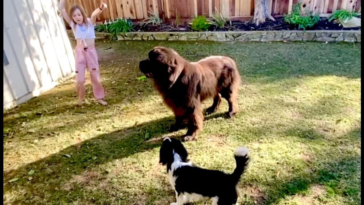 Watching These Two Mismatched Dogs Play Will Make Your Day!