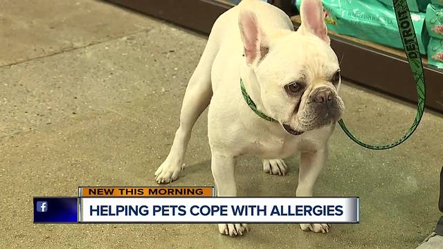 Helping pets cope with allergies