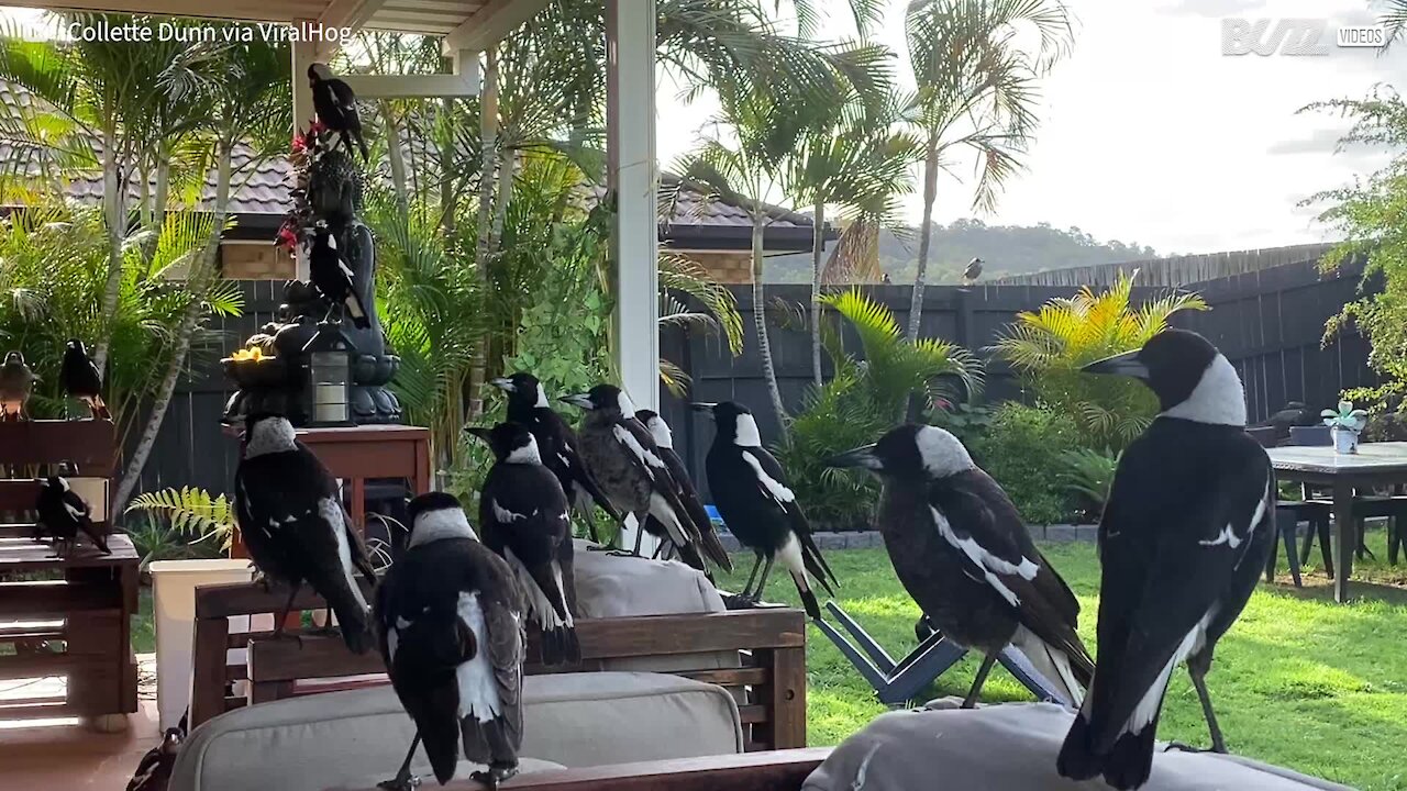 Des dizaines d'oiseaux se sont installés sur cette véranda