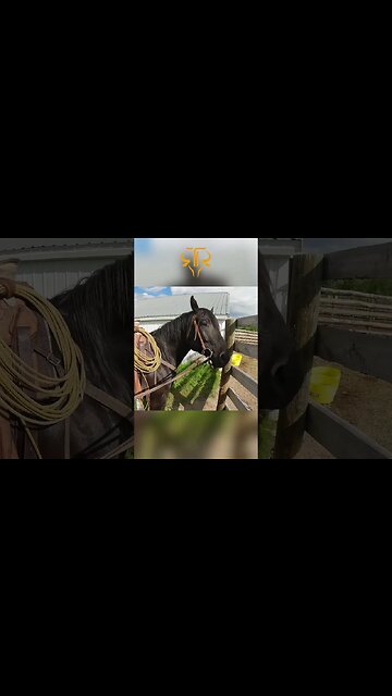 Are Broke Horses Really Broke? 🐴