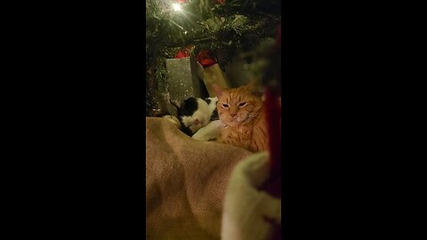 Christmas Cats