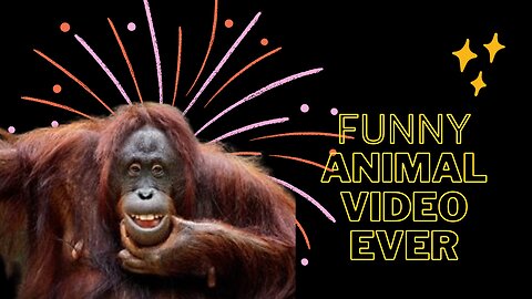 Best Funny Animal Videos of the year (2023), funniest animals ever. relax with cute animals video