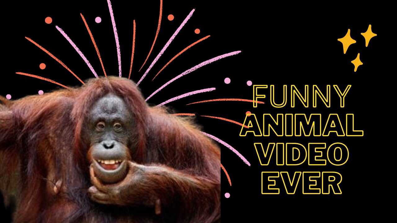Best Funny Animal Videos of the year (2023), funniest animals ever. relax with cute animals video