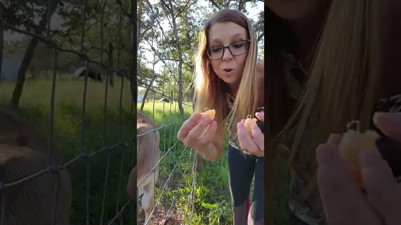 He LOVES oranges! #shorts #farmlife #farmvlog #farmgirl #cattle