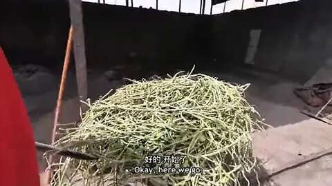Saudi Arabia's Strange Rural Food 11