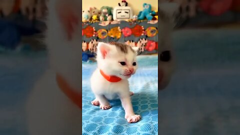 Good, he called the mother cat #cat #Kitten #catlove #Meow#catsoftiktok #PetsOfTikTok #tiktok