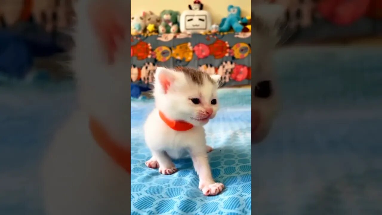 Good, he called the mother cat #cat #Kitten #catlove #Meow#catsoftiktok #PetsOfTikTok #tiktok