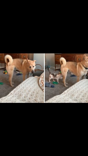 Cat Sneak Attacks Dog And Then Runs Away
