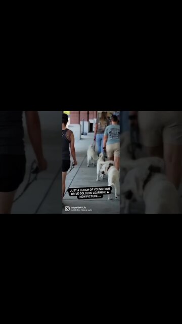 Golden "gang gang" #dog