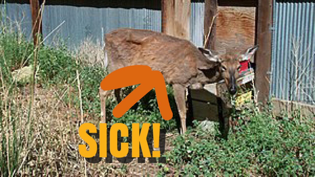 This is chronic wasting disease