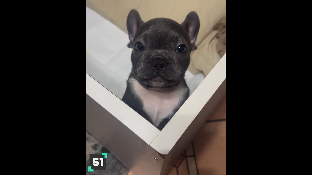 The Funniest Puppies Compilation