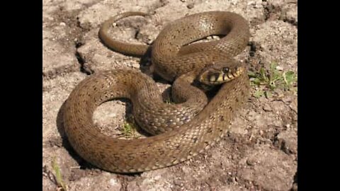 Cobra mais venenosa do mundo é encontrada dentro de casa