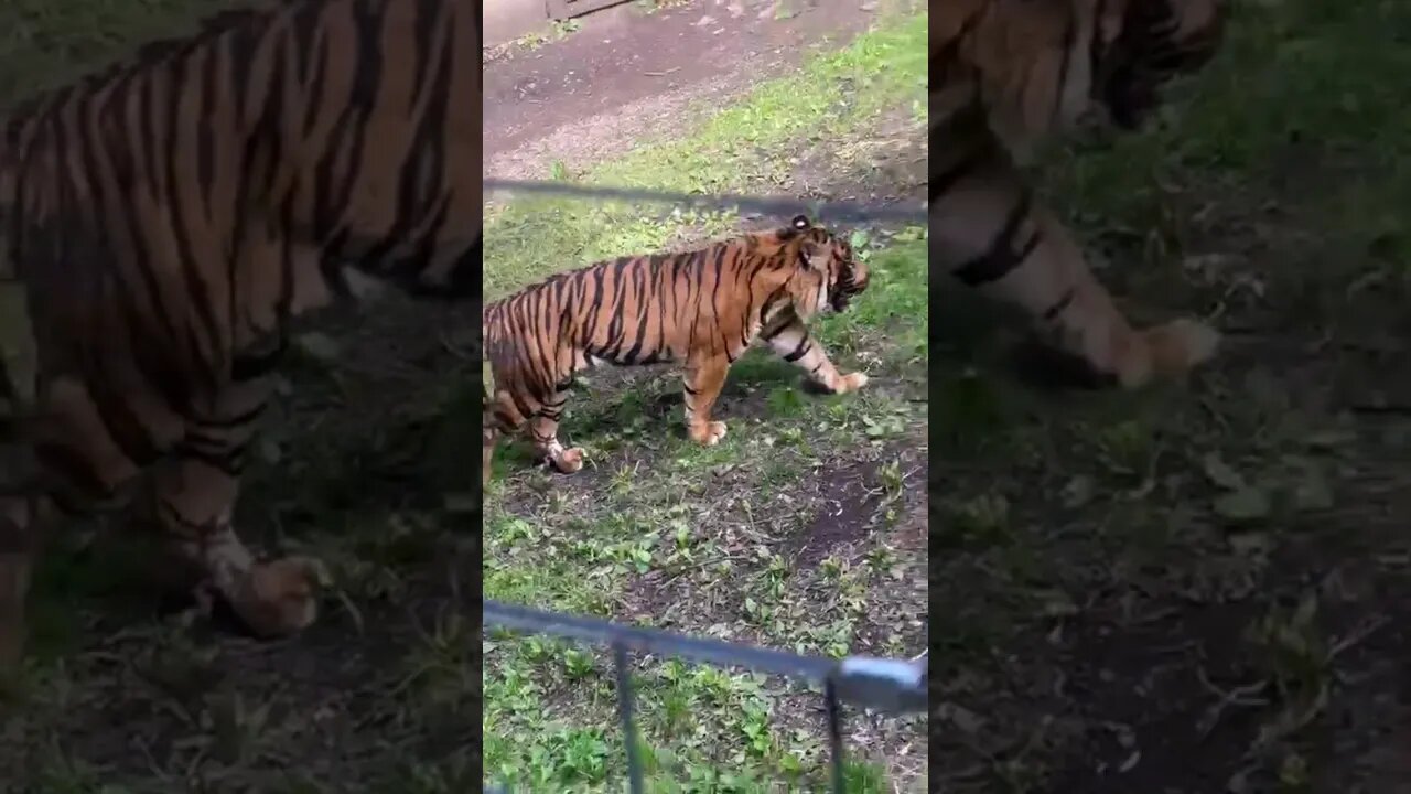 YB met SHERE KHAN/JUNGLE BOOK. #tiger #viral #shorts #trending