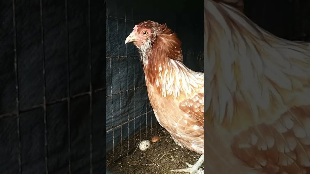 Gorgeous chicken🐓 love those head feathers🪶 #cute #funny #animal #nature #wildlife #trailcam #farm