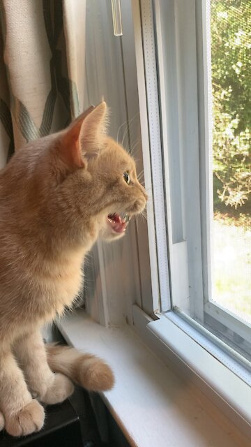 My cat does weird thing with her mouth