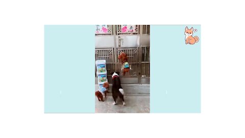 You will laugh at all the DOGS 🤣 Funny DOGs